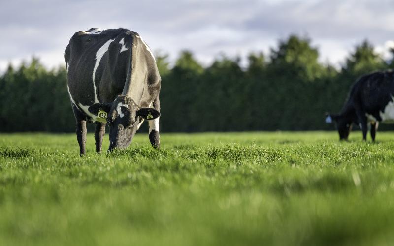Contract Milking: A Pathway to Equity Growth in New Zealand's Dairy Sector