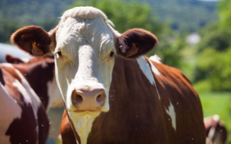 China Mengniu Dairy sheds $1b on Bellamy’s, reassures lenders