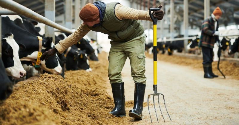 Northern Ireland’s dairy sector seeks investment and planning reform