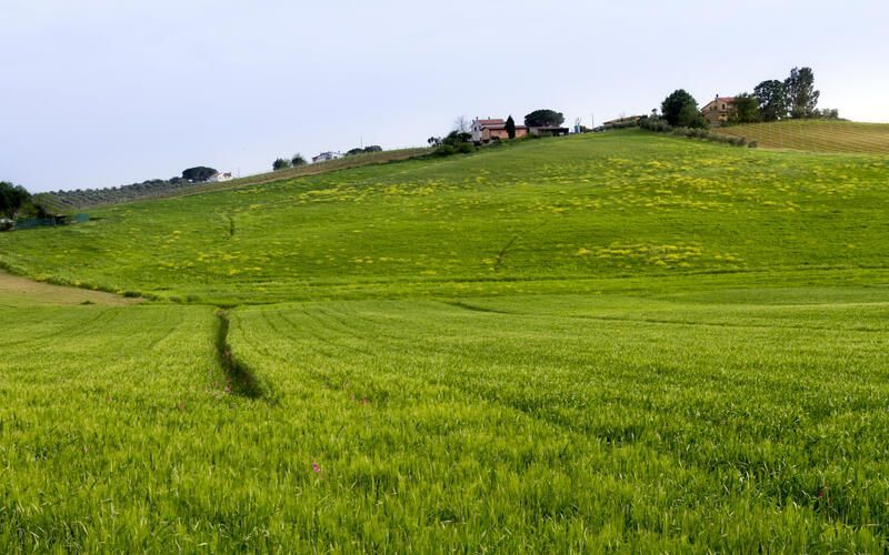 Optimism in Dairy Sector of New Zealand Amid Strong Financial Forecasts and Weather Challenges