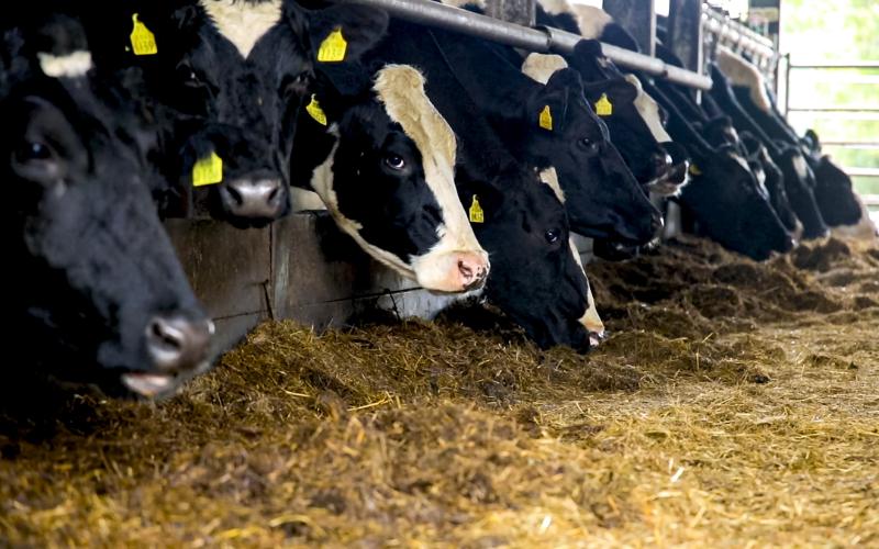 ICBF Delays Genetic Evaluation to 2025 for Significant Upgrades