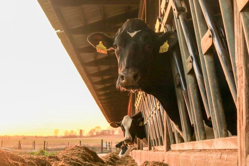 California's First HPAI Dairy Outbreak: Key Lessons from the Field California's First HPAI Dairy Outbreak: Key Lessons from the Field