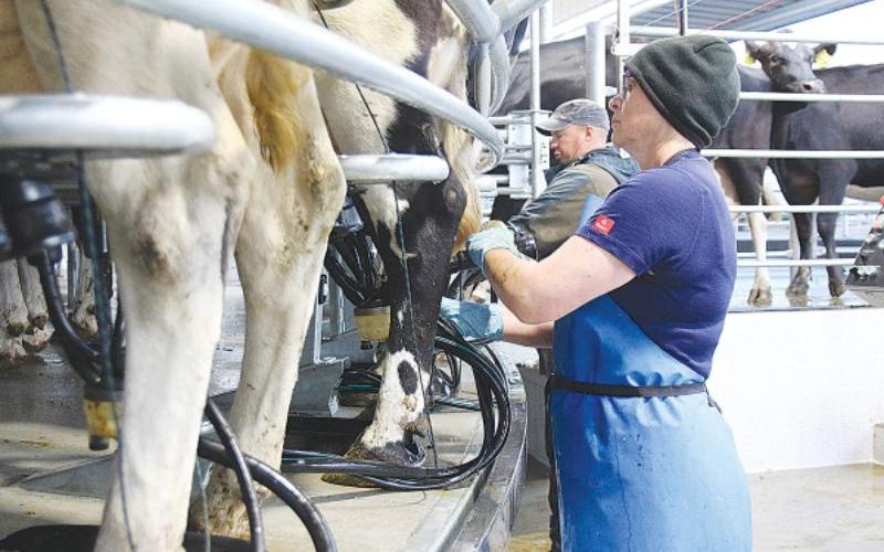 New Zealand Farmers Explore Wearable Technologies for Dairy Efficiency