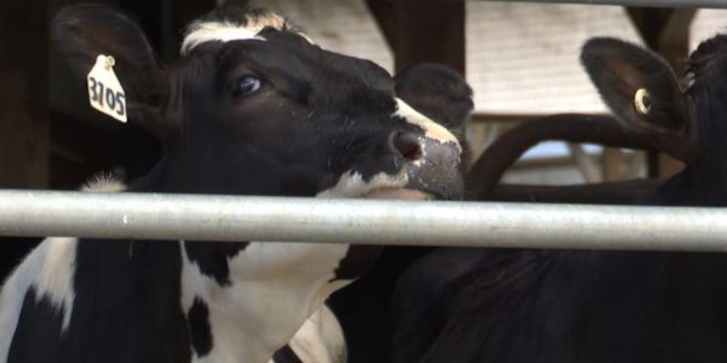 New York's Dairy Industry Faces Decline in Key Northern Counties