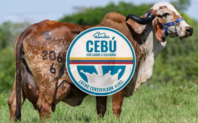 Caquetá, Asocebú Tarafından Verilen Özel Süt Ürünleri Sertifikasını Aldı