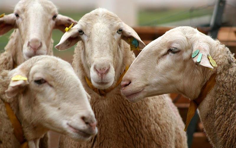 Sheep Milk Prices and Production Decline in Spain