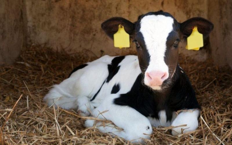 Dairy Farmers Adopt New Strategies for Calf Rearing