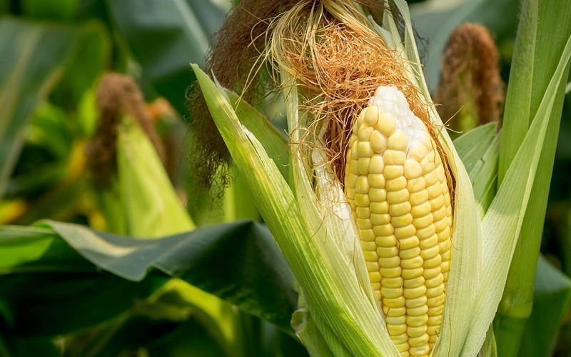 India will soon reconsider its position on GM corn