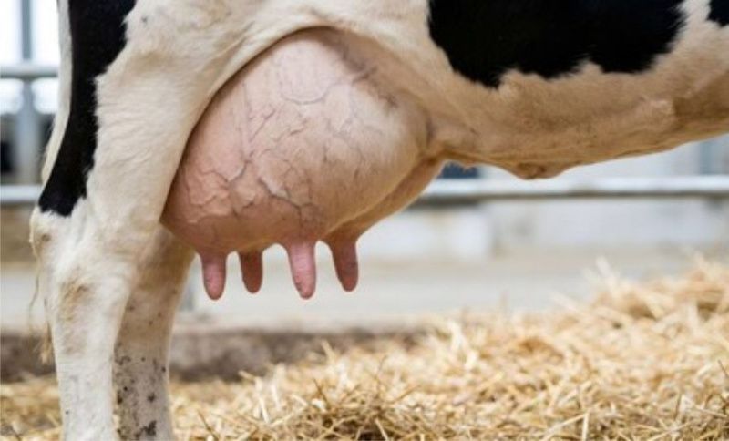 More Than 55,000 Families Left Dairy Farming in Rio Grande do Sul