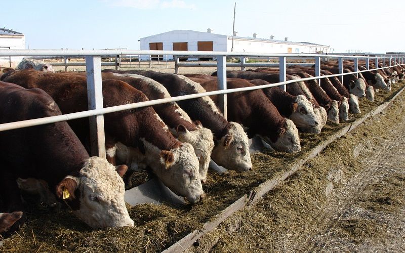 В Казахстане за 5 месяцев года производство молока выросло на 7,5%, мяса - на 3%