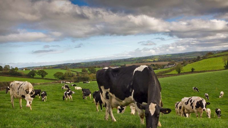 Dairy Performance Depends on More Than Energy