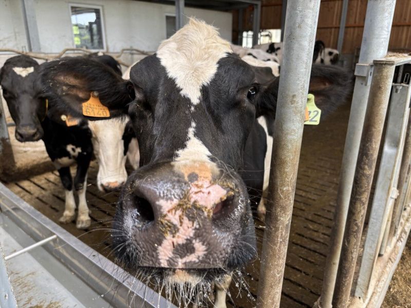 Prolek Seeks New Partnerships as Lactalis Ends Longstanding Contract