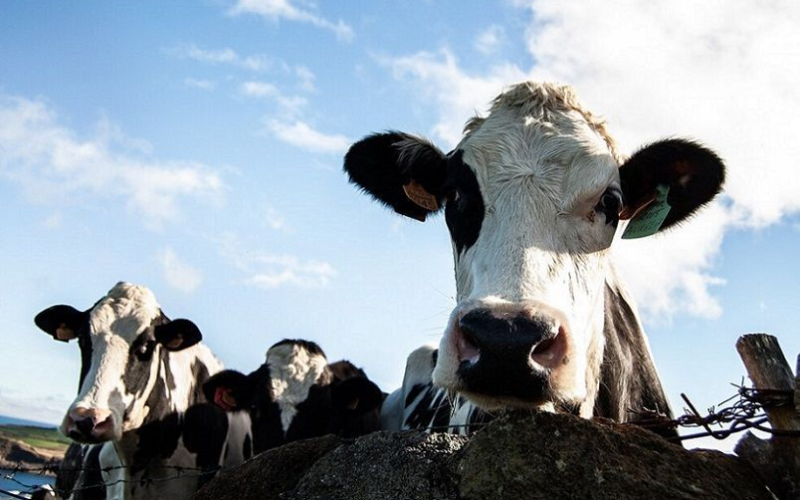 Fedegán Opposes 20% Energy Hike: A Threat to the Livestock Sector
