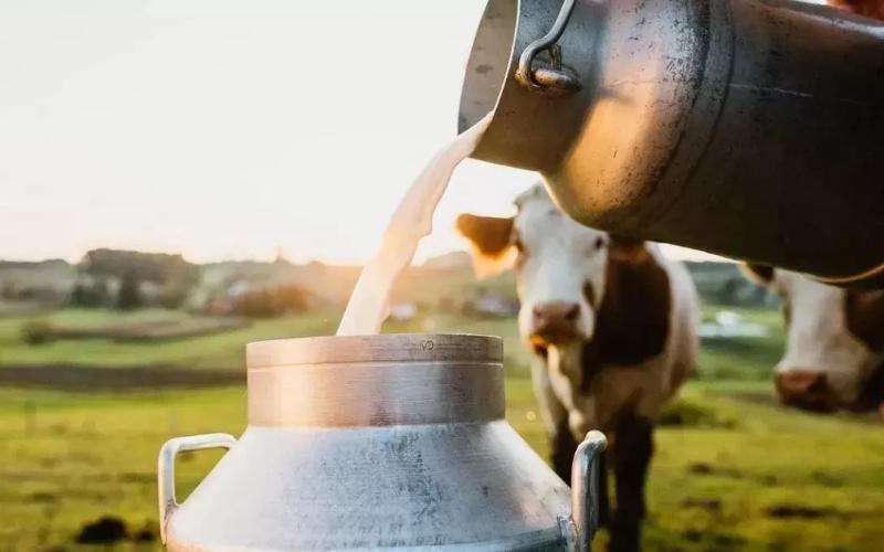 Bihar Cabinet Greenlights Major Dairy Expansion With Five New Plants