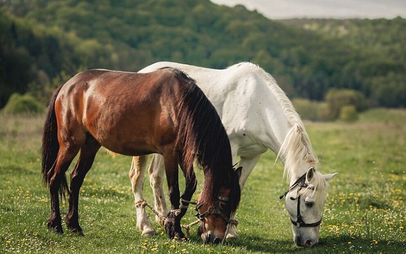 زيادة إنتاج القميس في كازاخستان بنسبة 11.8٪ في شهري يناير وفبراير