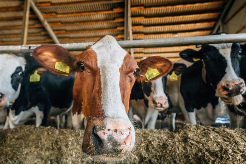 Study Finds Dairy Cows Thrive on Soya-Free Diet, Reducing Farm Emissions