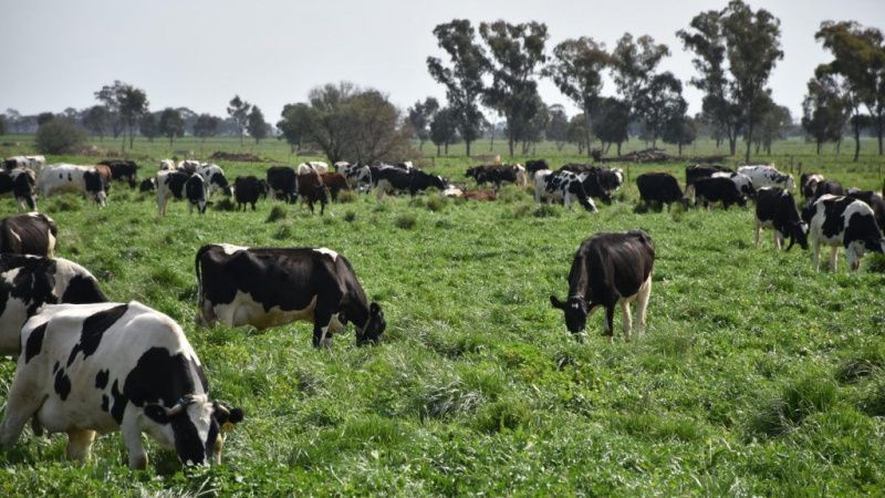 Victoria sigue suministrando el 63% de la leche de Australia