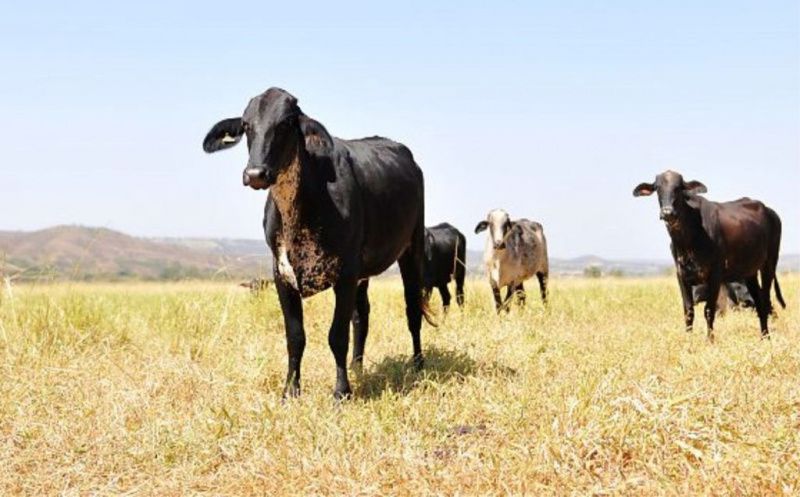 Girolando Cattle Behaviour Should Shape Farm Design