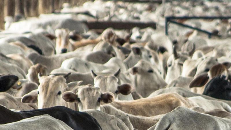 El inventario de ganado de México se reduce, según encuesta oficial