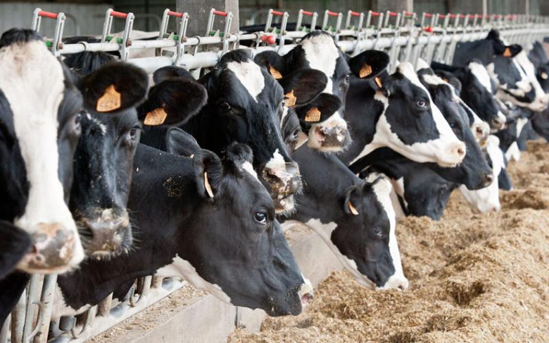 Sustainability Gains Importance in International Dairy Breeding Programs