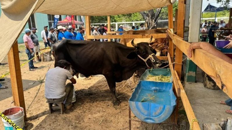Santiago Niltepec Dairy Contest Promotes Genetic Advancements