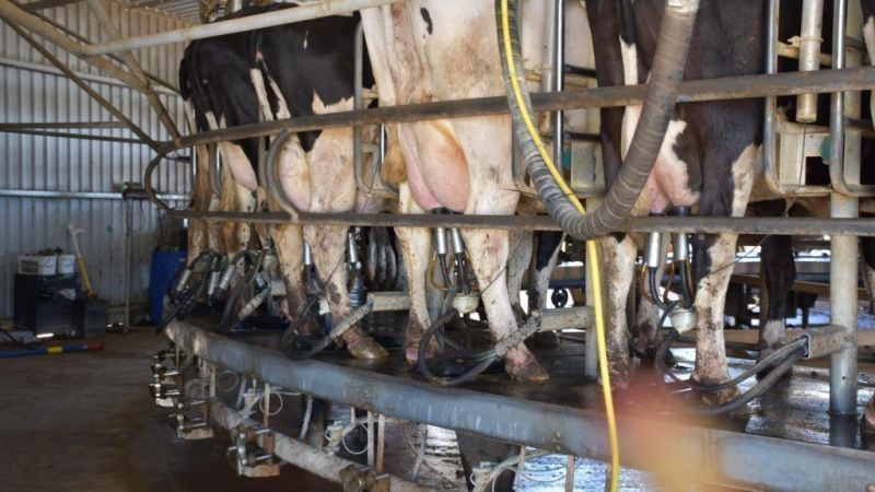 Australia's Visa Changes Delay Dairy Workers