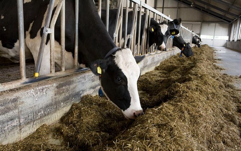 Minister Highlights Dutch Innovations in Reducing Dairy Farm Emissions