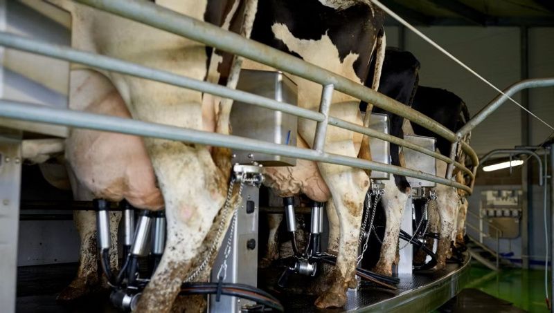 Irish Milk Production Faces Decline Amid Shrinking Profit Margins