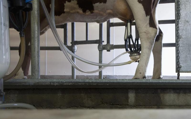 Ireland Announces New Employment Permit Quotas for Dairy and Meat Sectors