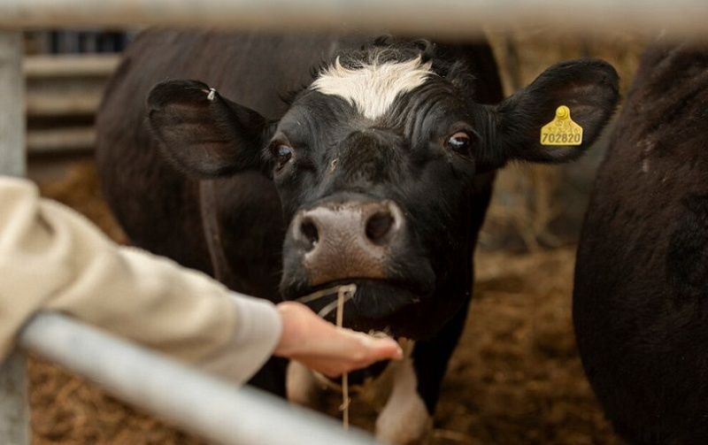 Bird Flu Detected in Person Linked to Infected Dairy Cattle, Texas and ...