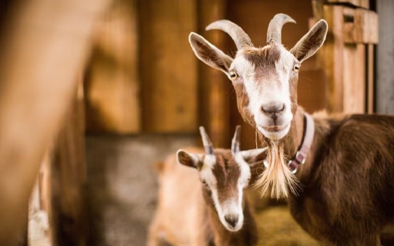 Pioneering Organic Goat Farming in the UK