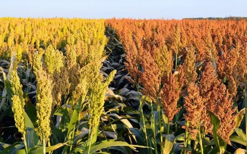 Turkish dairy farmers abandon corn for drought-resistant sorghum amid water crisis