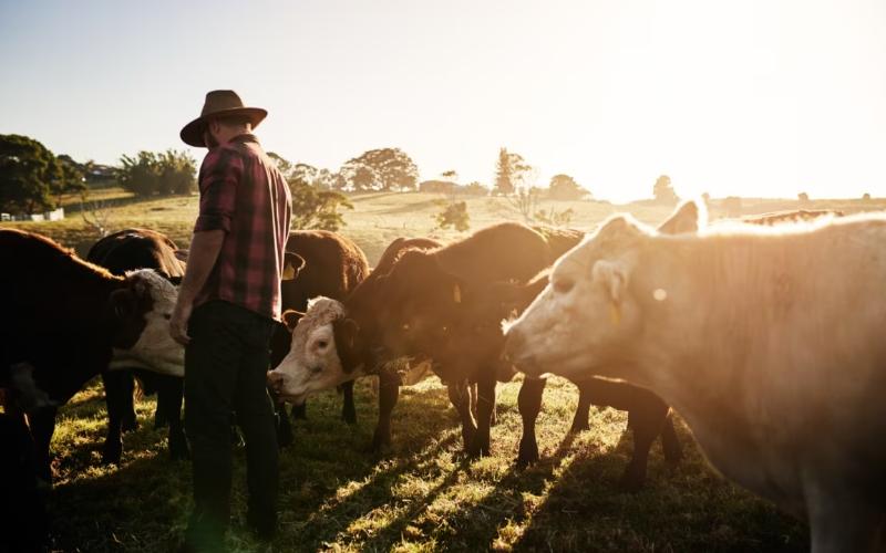 Australian Dairy Farmers Achieve $10/Kg Milestone in 2026 Pricing