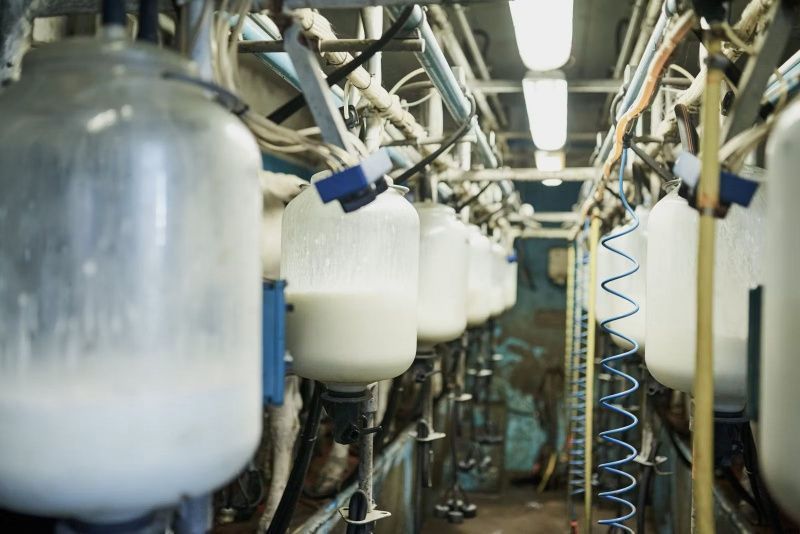 Irish Milk Solids Remain Resilient Despite Slight Decline in Herd Numbers
