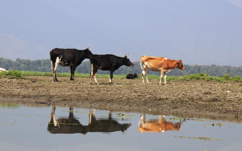 Kashmir Dairy Initiative Reaches 800 Farmers with Support Programs