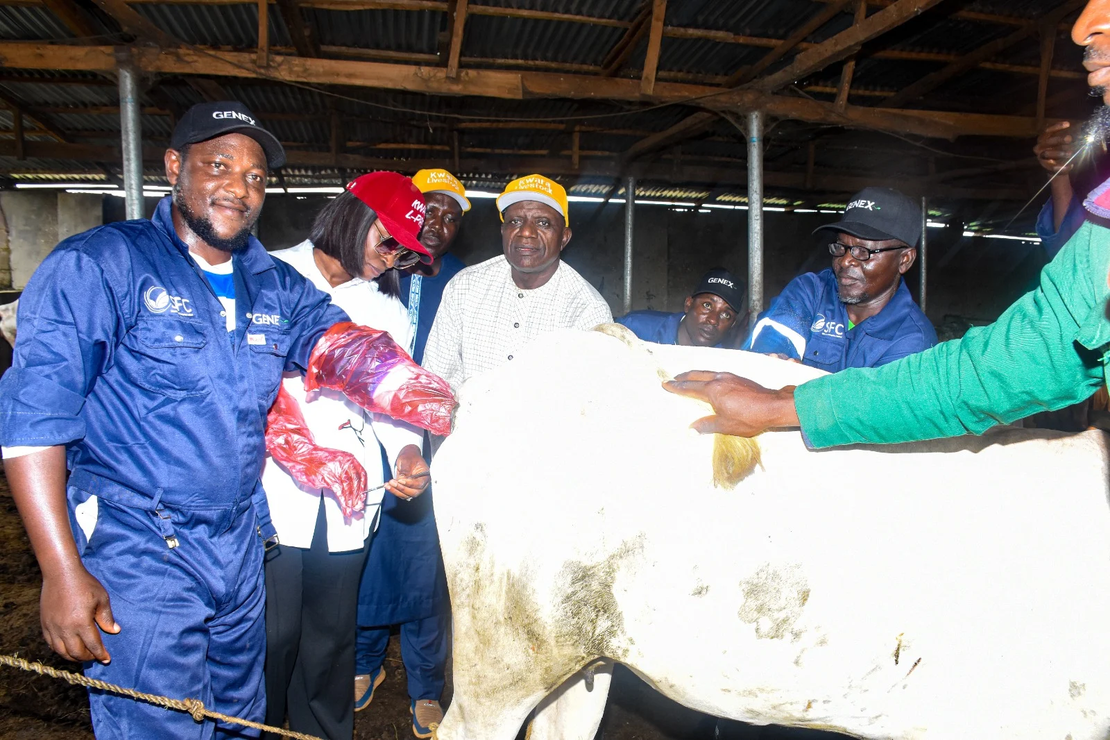 Kwara launches cattle insemination programme to raise dairy and meat output