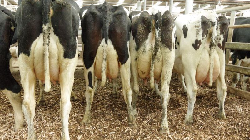 Australia Tightens Dairy Code as Processors Obscure Price Signals