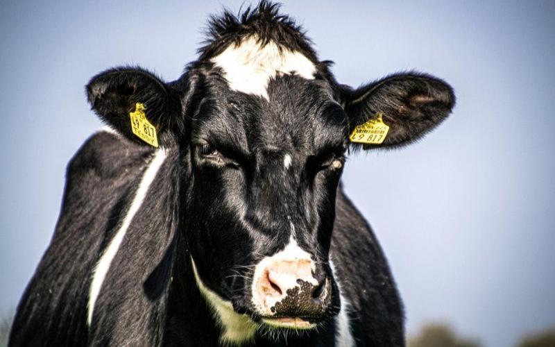 В Костанайской области в 2026 году стартует реализация 15 инвестиционных проектов в сфере животноводства В Костанайской области в 2026 году стартует реализация 15 инвестиционных проектов в сфере животноводства