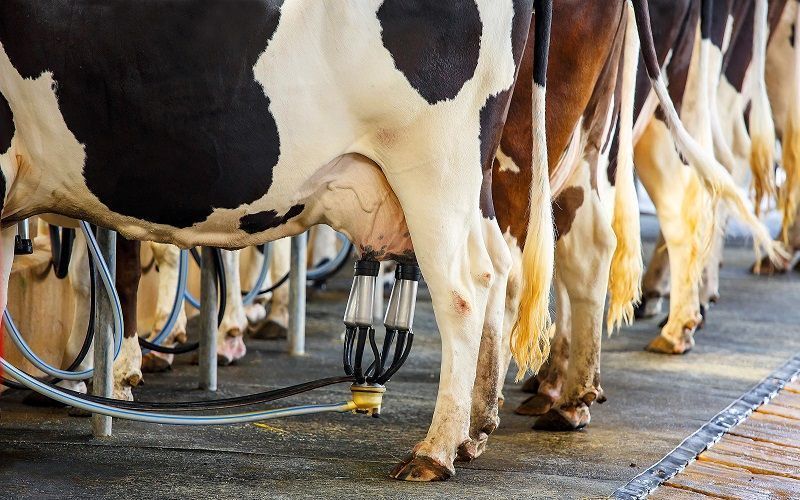 Kyrgyzstan meets 127% of its raw milk needs, but processes only up to 30% of the volume