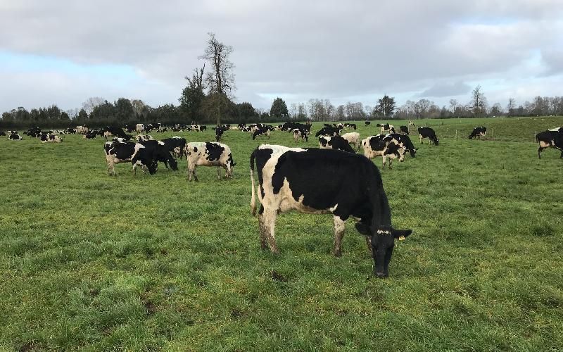 Rising Diesel and Fertilizer Costs Threaten Chile's Dairy Production