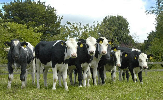 The Launch and Progress of the GB Dairy Calf Strategy