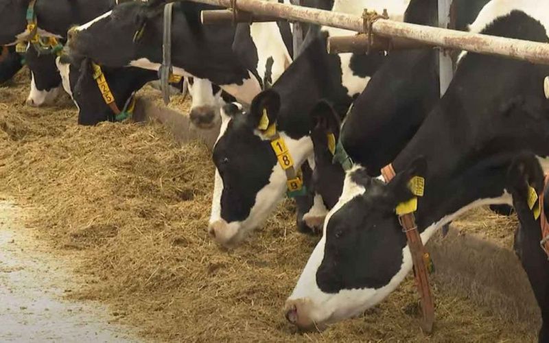 Молочная продуктивность российских коров выросла на 5% в первом квартале года