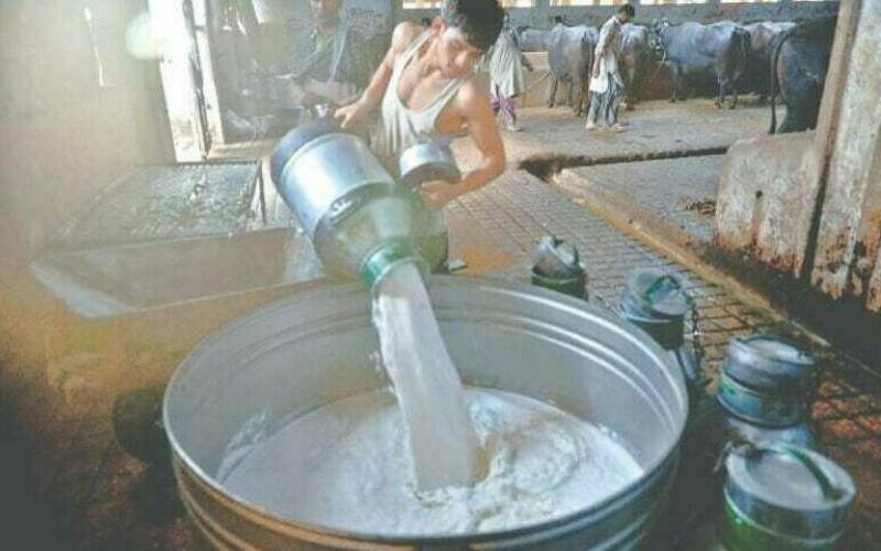 Hyderabad'da Artan Maliyetlerle Süt Fiyatları Yükseliyor