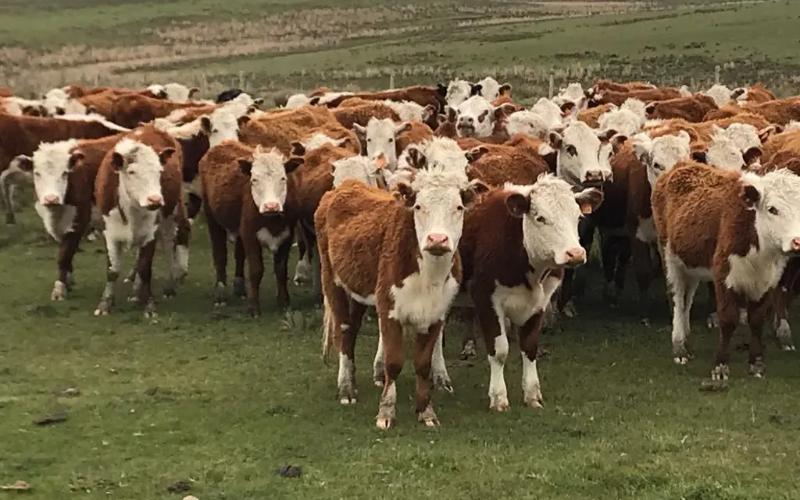 Uruguay'un Süt Sığırı Sürüsü Üretim Düşüşüne Rağmen Artıyor