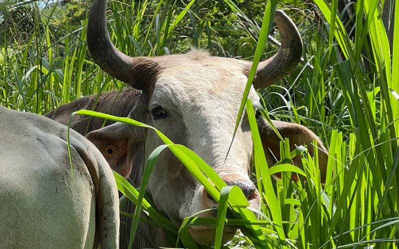 Support for Producers: New Milk Centers in Veracruz