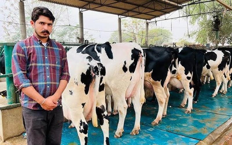 Dairy Dreams Funded: Loans Power Rural India’s Milk Boom