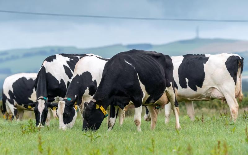 Decline in UK Dairy Farms Raises Concerns Over Milk Supply
