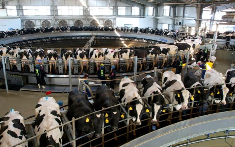 China's Support for the Dairy and Cattle Sectors to Stabilize Production