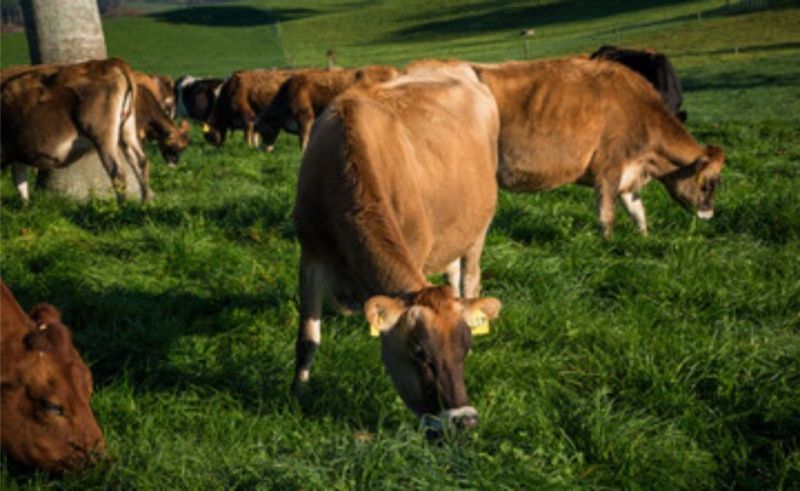Bahia's Milk Production Recorded Brazil's Largest Decline