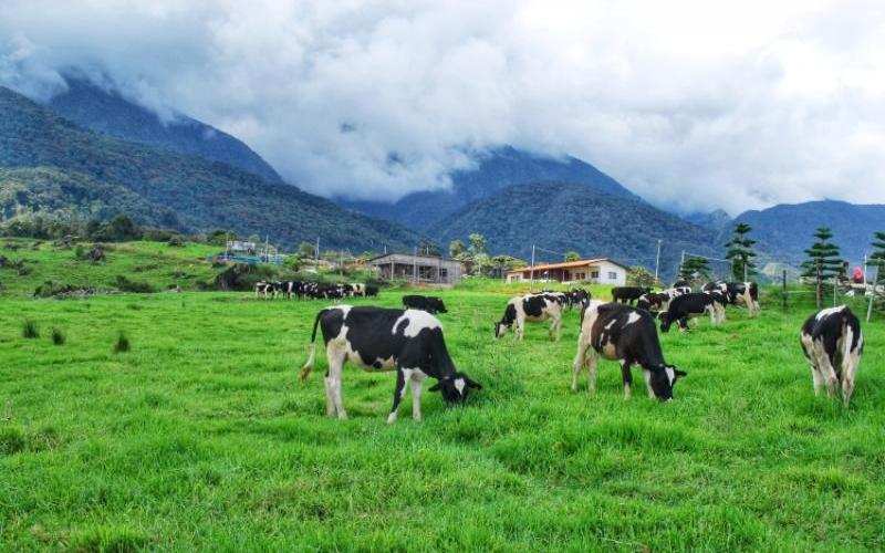 Malezya'nın Süt Ürünleri ve Tarım Sektörü Bölgesel İşbirliği ile Büyüyor